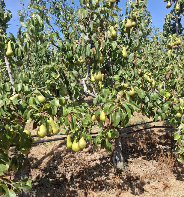 Droge zomer zal nog vele jaren nazinderen bij fruitkwekers: “Boomwortels gaan dood"