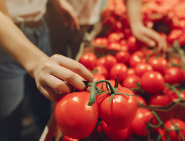 Tomaat draait grootste omzet bij groenten