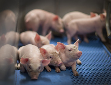 Boerenbond en ABS sluiten rangen over aanpak varkenscrisis