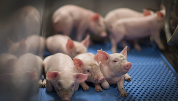 Boerenbond en ABS sluiten rangen over aanpak varkenscrisis