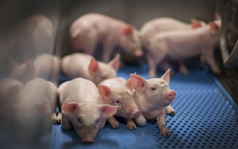 Boerenbond en ABS sluiten rangen over aanpak varkenscrisis