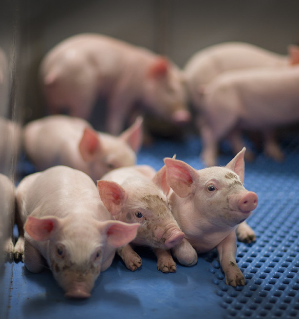 Boerenbond en ABS sluiten rangen over aanpak varkenscrisis