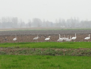 Oogstresten suikerbieten als wintervoedsel voor zwanen