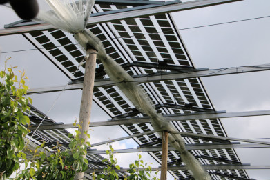 photovoltaics perenbomen