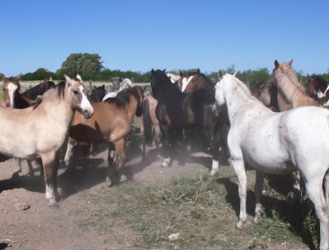 Geen (Latijns-)Amerikaans paardenvlees meer in Delhaize