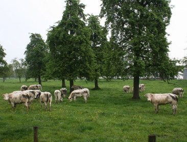 Nieuwe zoogkoeienpremies steunen gesloten bedrijfstype