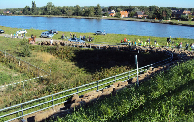 Limburgse schapenhouder trekt met 350 schapen naar Brussel