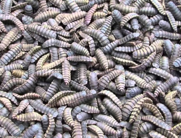 Grootste insectenkwekerij geopend in Nederland