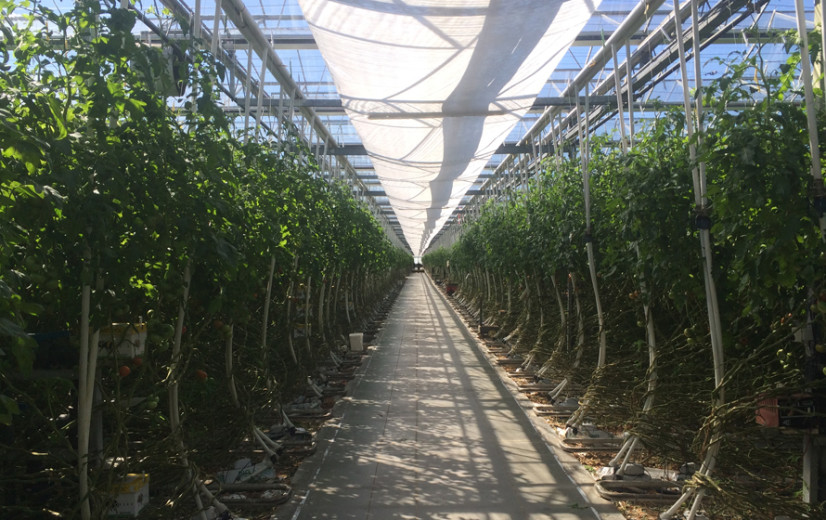 Stoffels Tomaten breidt uit via overname paprikabedrijf: “Vergunning nieuwbouw werd telkens aangevochten door Natuurpunt”