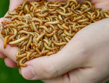Van voedseloverschotten naar duurzaam diervoeder dankzij insectenkweek
