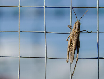 Na bommen nu beesten: Oekraïense landbouw geteisterd door zwermen sprinkhanen