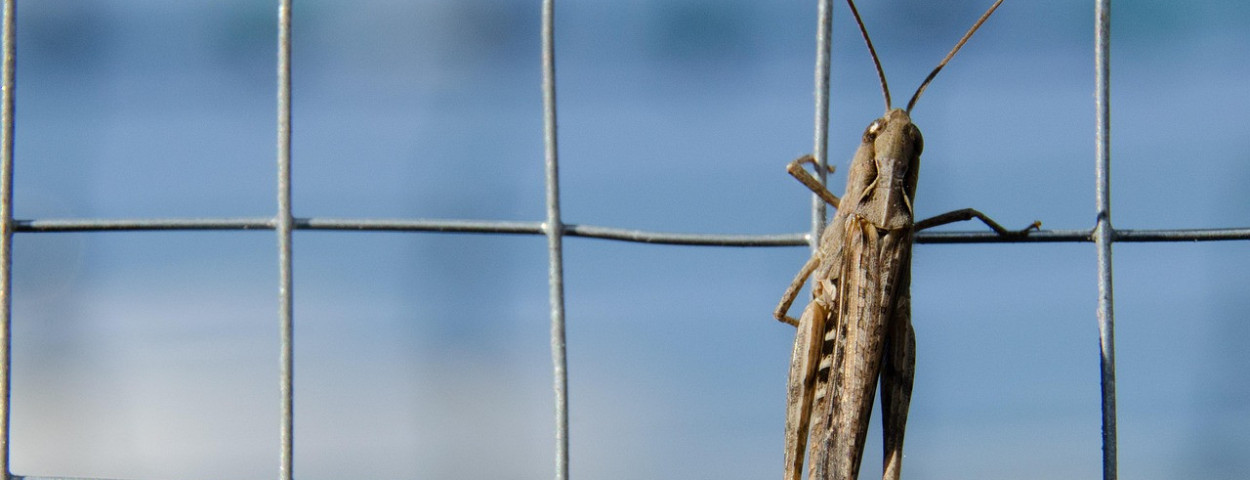 desert-locust-5397265_1280