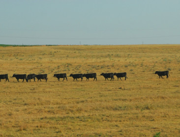 Amerikaans landbouwdepartement knalt verwilderde koeien neer vanuit helikopter