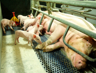 Ruim 400.000 varkens minder in Vlaanderen op één jaar tijd