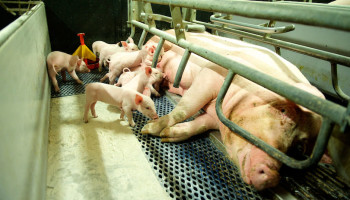 Ruim 400.000 varkens minder in Vlaanderen op één jaar tijd