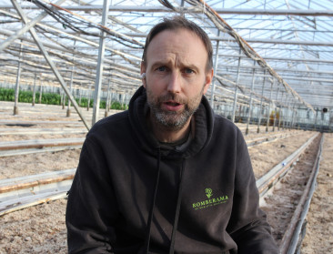Eerste theeplantage in Vlaanderen start productie