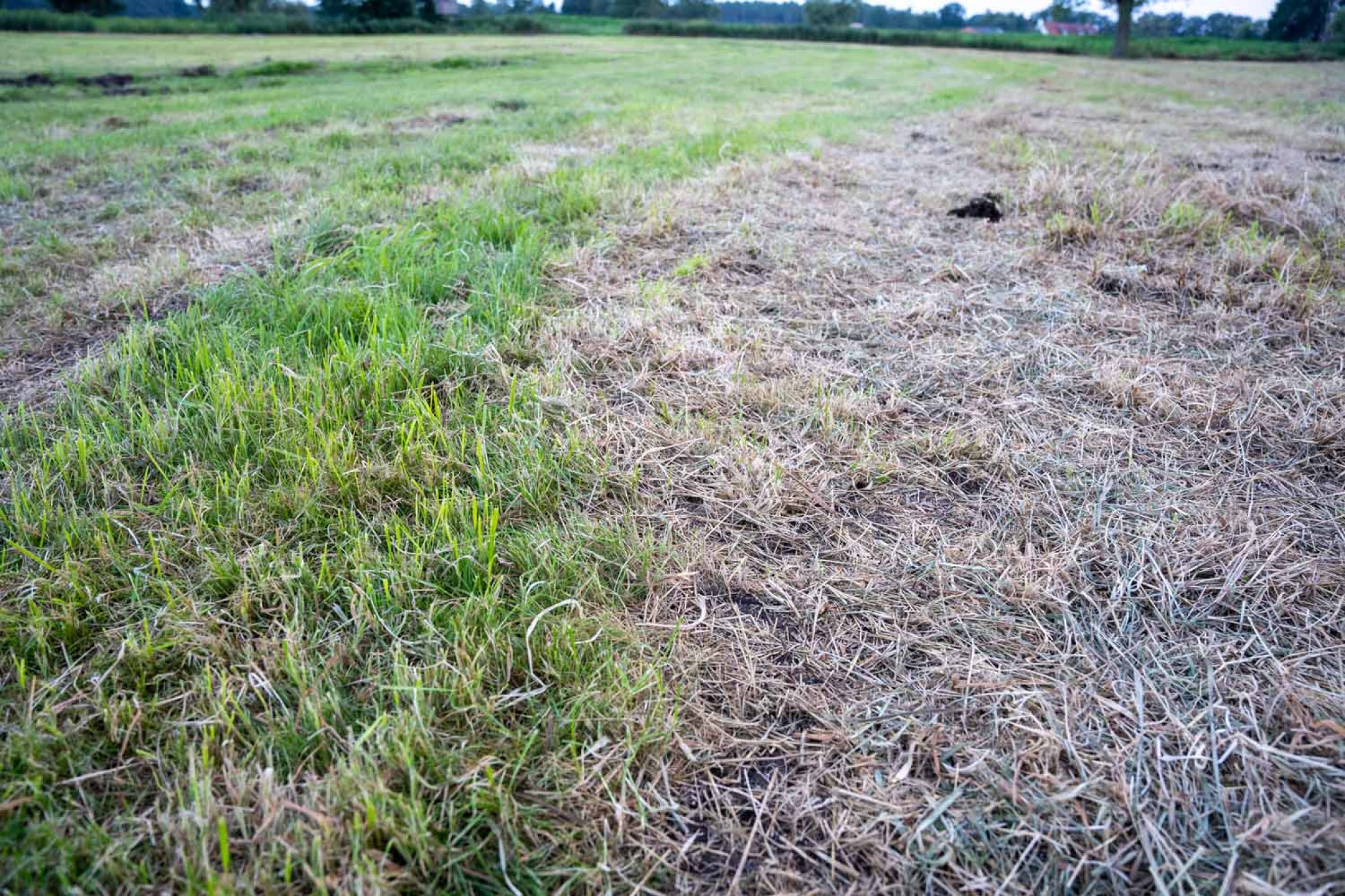 Weiland met gedeelte eerste snede gras, gedeelte derde snede gras