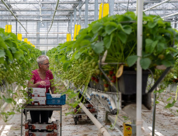 Aardbeientelers blikken terug op een goed jaar