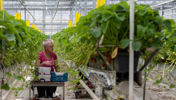 Aardbeientelers blikken terug op een goed jaar