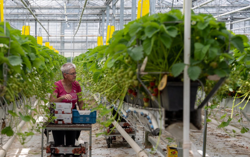 Aardbeientelers blikken terug op een goed jaar