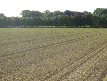 Vervaagt onderscheid tussen ggo en traditioneel gewas?