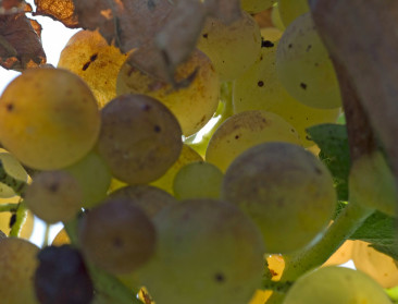 Oproep: wijn zoekt naam en leuk etiket