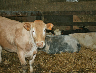 Alleen vaccinatie kan terugkeer blauwtong verijdelen