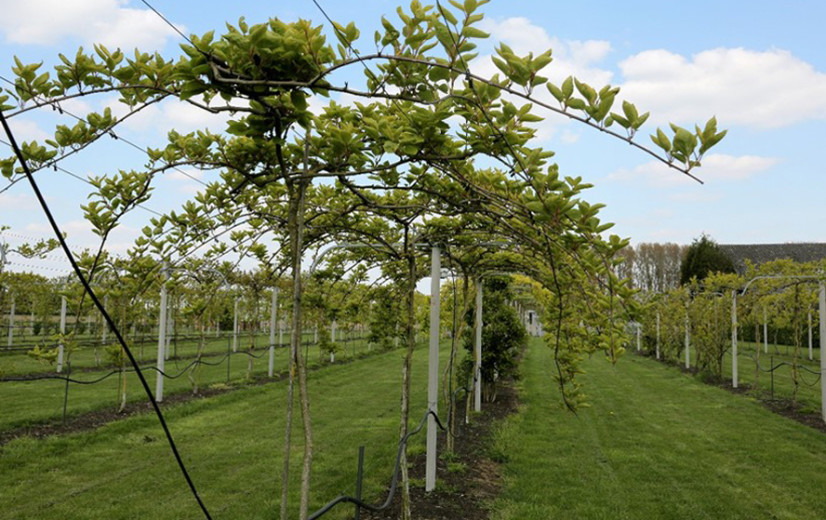 UGent en ILVO kunnen fruitvlieg biologisch bestrijden
