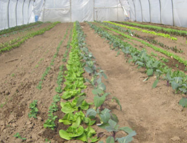 Er bestaat geen succesformule waarmee elke boer zijn boterham verdient