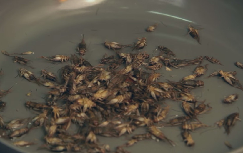 ValuSect wil insecten op de (menu)kaart zetten