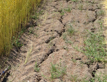 Terugblik op de extreme droogte in 2017
