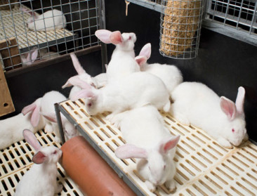 Europeaan lust steeds minder konijn