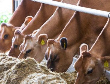 Grote fusie in de zuivelsector op til: Arla en DMK bundelen krachten