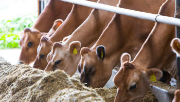Grote fusie in de zuivelsector op til: Arla en DMK bundelen krachten
