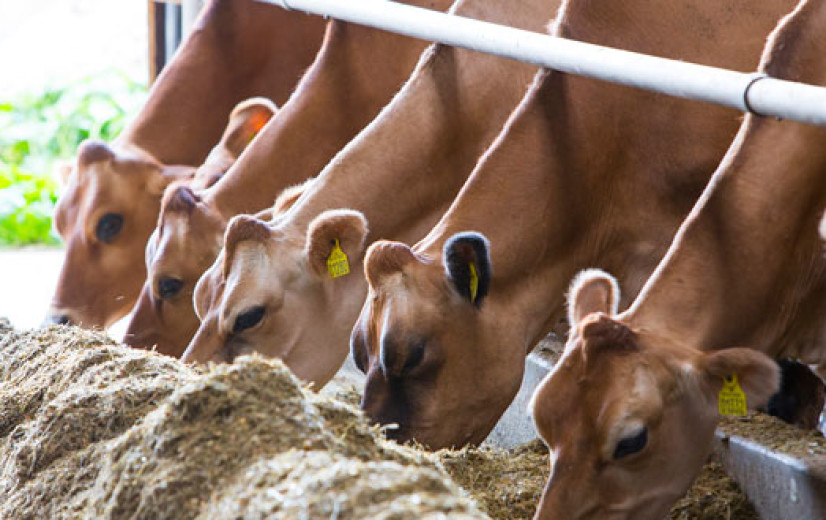 Grote fusie in de zuivelsector op til: Arla en DMK bundelen krachten
