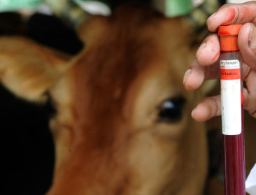 EU legt meer nadruk op preventie bij dierziekten