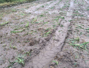 PlattelandsTv brengt schade Pinksterstorm in beeld