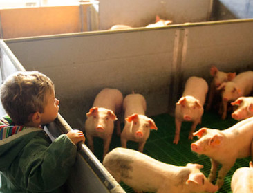 Groen licht voor nieuwe structuur Piétrainfokkerij