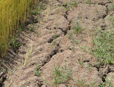 Klimaat-slimme landbouw