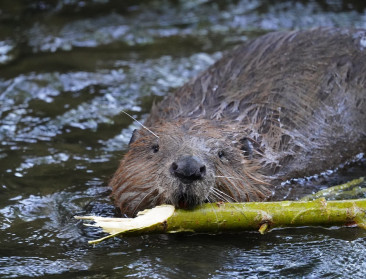 Illegale actie bracht de bever terug naar België: heldendaad of roekeloos avontuur?