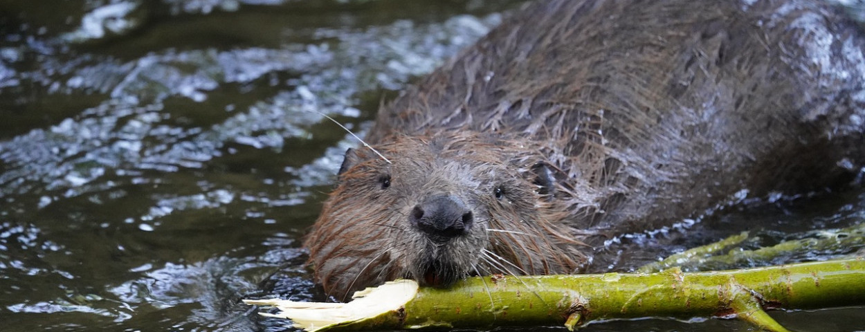 bever2