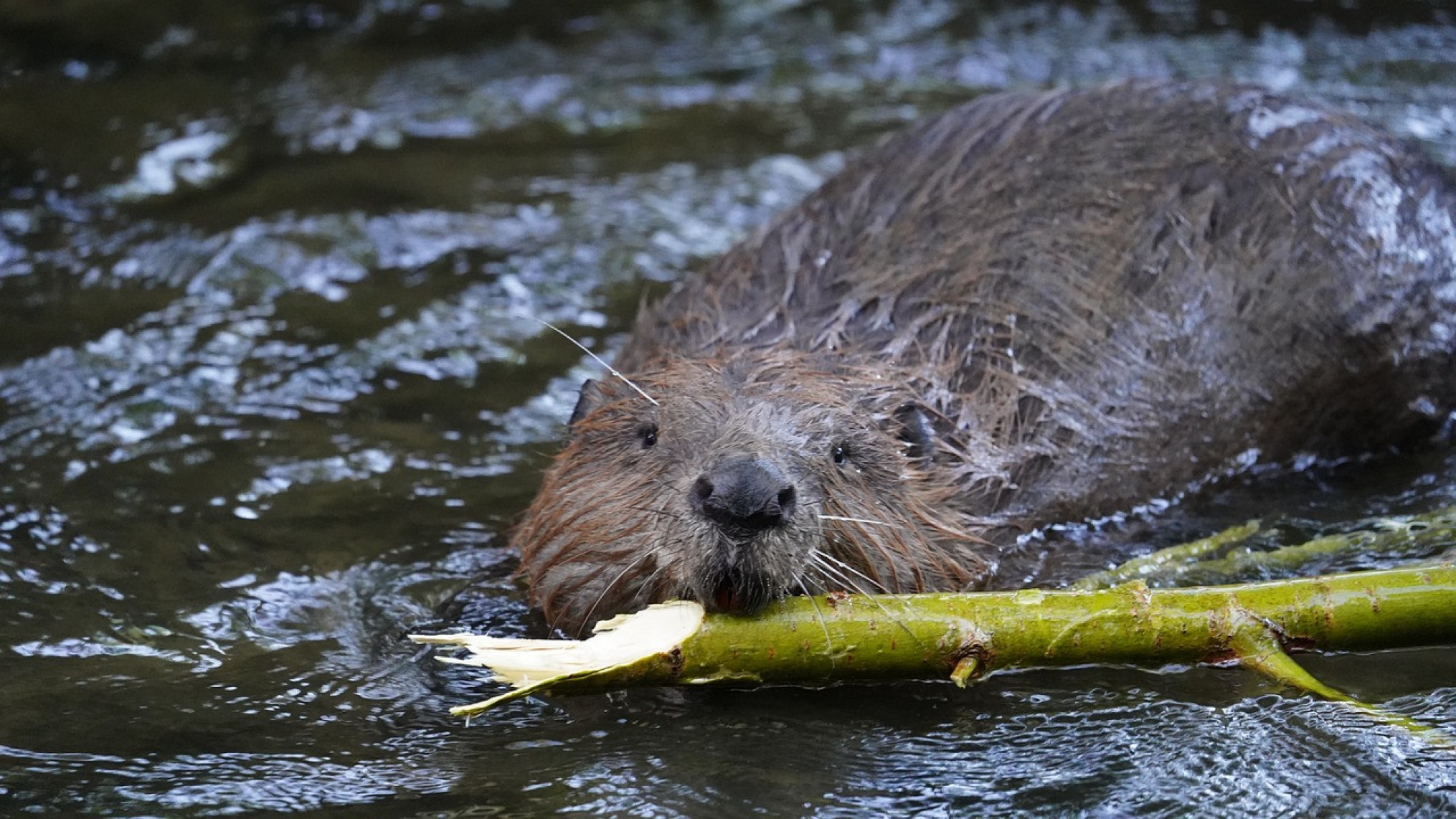 bever2