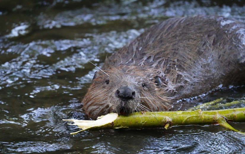 Boerenbond wil duidelijk kader voor beverschade in provincie Antwerpen