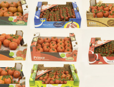 26 BelOrta-telers blijven deze winter tomaten plukken