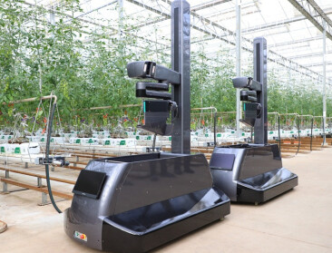 Tomatenteler in afwachting van oogstrobot: “Vind ik deze zomer nog personeel?”