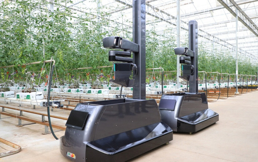 Tomatenteler in afwachting van oogstrobot: “Vind ik deze zomer nog personeel?”