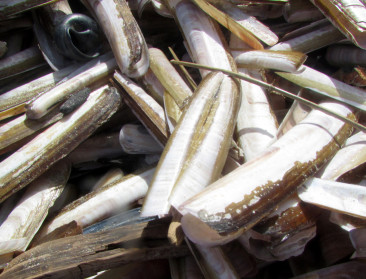 Nederlanders vissen massaal op scheermessen