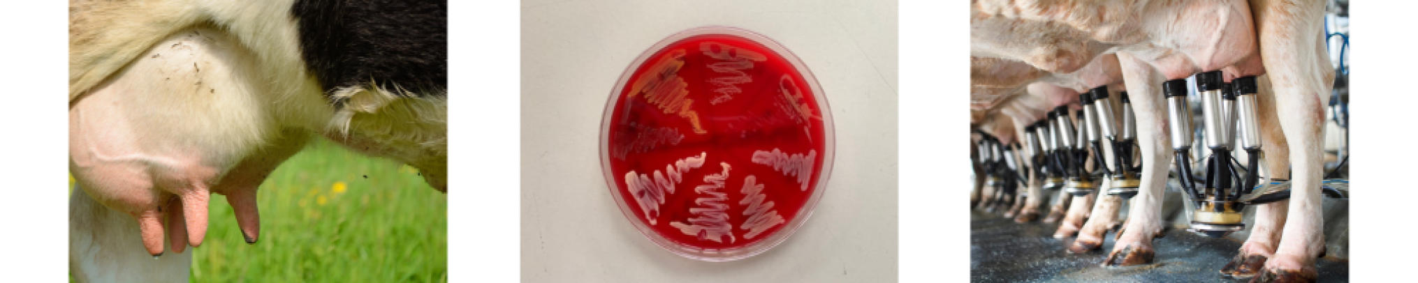 Webinar 'Selectief behandelen van niet-ernstige klinische mastitis"