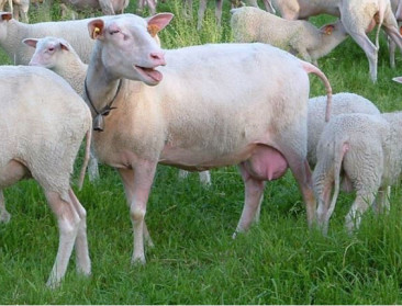 Genetische diversiteit Belgisch Melkschaap in gevaar