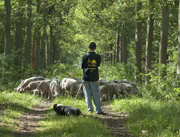 Begrazingsproject Antwerpse Kolonies wordt voortgezet 